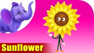 Sunflower | Flower Song | 4K | Appu Series
