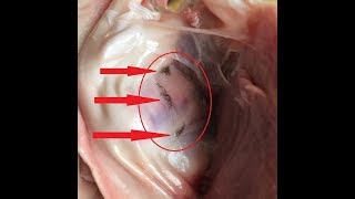 Осторожно финноз (бычий цепень) паразиты у лося в мясе и сердце. // Parasites in the moose.