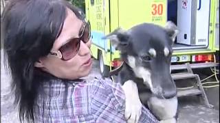 ТК Донбасс - Бесплатная стерилизация животных