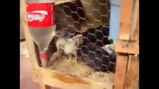 bebedouro de garrafa pety