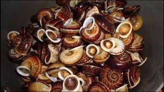 Đặc Sản Ốc Núi Đá Ninh Bình