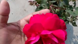 274 - How to collect ROSE SEED (Hindi /Urdu) 2/2/17