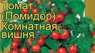 Томат Комнатная вишня. Краткий обзор, описание характеристик, где купить семена solanum lycopersicum