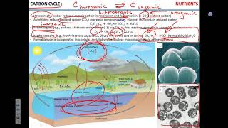 Biogeochemical cycles
