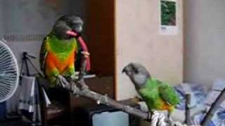 Přetahující se papoušci / Fighting parrots