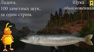 Ладога. Щука обыкновенная. Фарм серебра.  [1440p] Русская рыбалка 4. Russian Fishing 4.