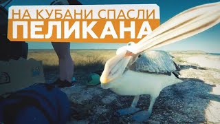Бублик на воле: пеликана вернули к сородичам после курса реабилитации