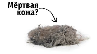 Пыль — это кожа? [Veritasium]
