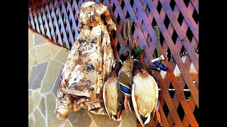 Охота на утку, лучшие моменты сезона, часть первая Duck Hunting