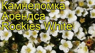 Камнеломка арендса Рокис Вайт. Краткий обзор, описание характеристик, где купить саженцы
