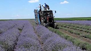 2011 Lavender harvest - Zarnevo , Bulgaria