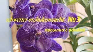 Посылка от schwerter-orchideenzucht  №3