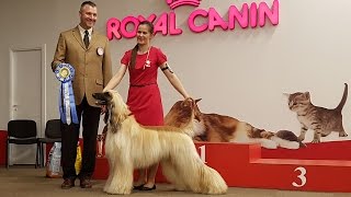 АФГАНСКАЯ БОРЗАЯ. Выставка собак. Апрель 2016 | AFGHAN HOUND. Sighthound dog show. April 2016