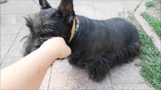 Скотч-терьер -чемпион. Собаки-одесситы. Dogs.