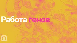 Работа генов – курс Константина Северинова 