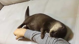There's an Otter on My Arm || ViralHog