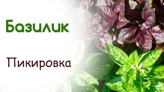 Базилик пикируем вовремя