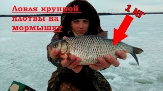 Ловля крупной плотвы. Плотва весной.