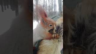 Ушастику всё ещё нужен мой воротник / Ushastik still needs my collar
