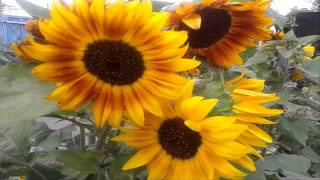 Подсолнух декоративный #футаж
