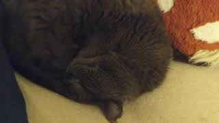 My girl Nova snoring during a nap.