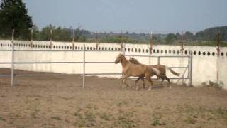 ООО "Ахалтекинец" Продажа ахалтекинских лошадей.Sales of Akhal-Teke horses http://akhaltekellc.com