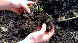 Comfrey Planting, Dividing, Expanding!