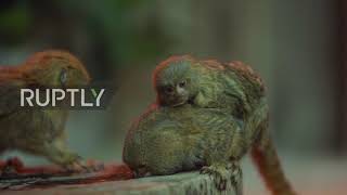 Newborn pygmy marmoset hitches ride on mum at Sydney wildlife park