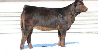 Pinegar Lot 2 287b