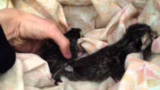 【出産直後】産まれたての子猫 Newborn kittens