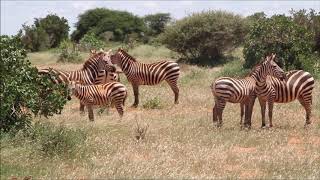 Kenya Neptune Palm Beach Boutique Resort 2018 Tsavo