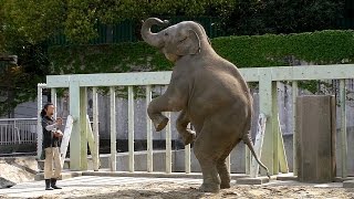 凄腕飼育員とアジアゾウ（東山動植物園2010）Elephant & zookeeper