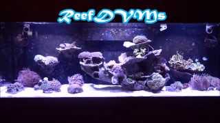 DIY How To Dream Aquarium Update