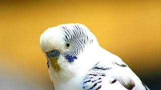 Чем кормить волнистого попугая?