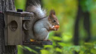Про белку которая любит тырить орехи / About a squirrel who likes to steal nuts