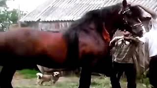 Цыганские лошади