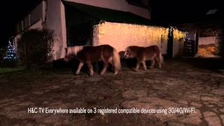 The best horsey Christmas advert ever!