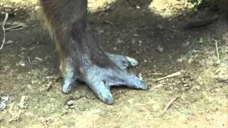 Webbed Feet