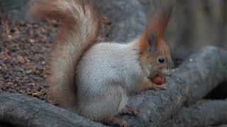 Белки. Зарисовка / Squirrels. Sketch
