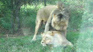Lions Having Sex