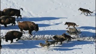 Волк против Медведя, Кабана, Бизона, Оленя... Волки в Деле!