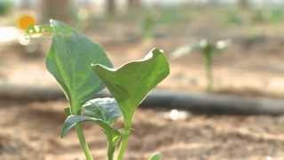 ARAVA - Sweet Peppers