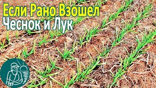 ???????? Что делать если чеснок, лук взошел зимой-осенью Посадка чеснока, лука по технологии Гордеевых