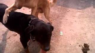 2 dogs gays