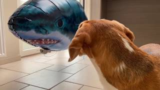 Dog vs Shark Attack! Funny Dogs Louie & Marie