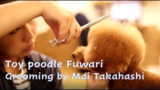 Toy poodle Fuwari Grooing トイプードル　ふわり　トリミングの様子　高橋舞