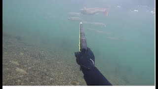 Пеленгас 5.2 кг и космический прозрак на Азове