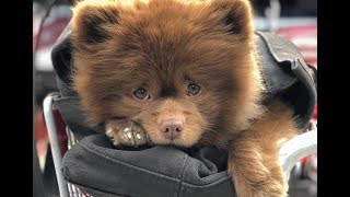 Хозяин решил избавиться от малыша шпица, но нет тут то было!