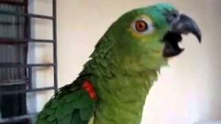 Papagaio cantando opera