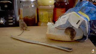 The Ladykillers: Pest Detectives